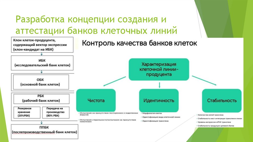 Разработка концепции создания и аттестации банков клеточных линий