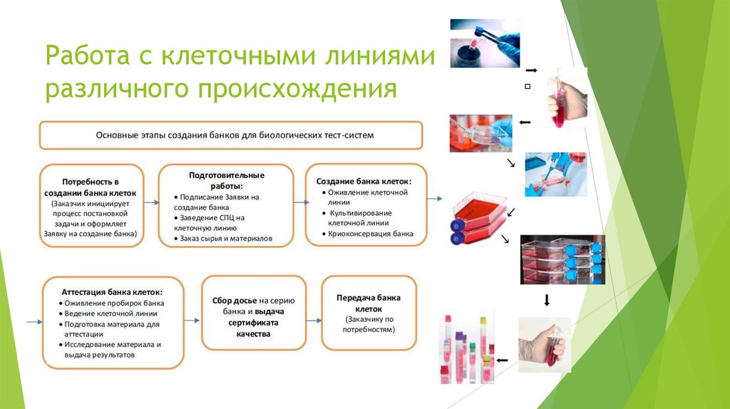 Работа с клеточными линиями различного происхождения