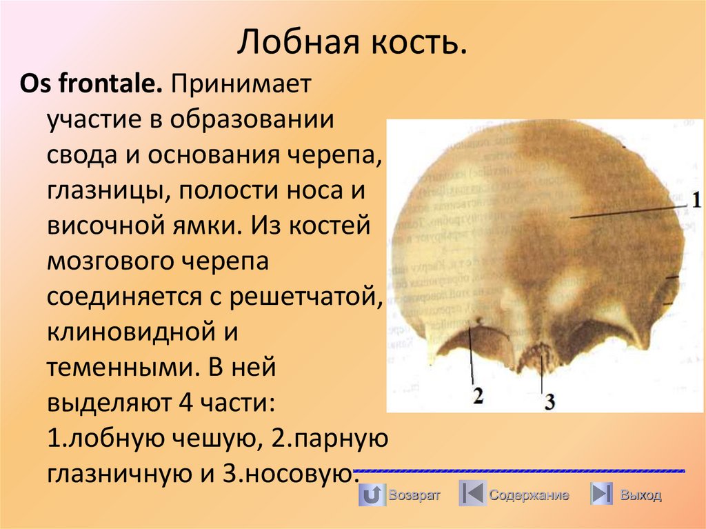 Лобная кость.