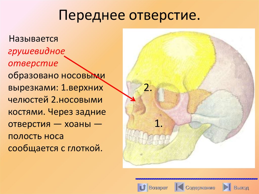 Переднее отверстие.