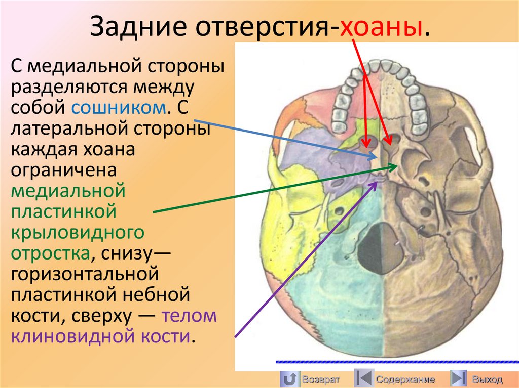 Задние отверстия-хоаны.