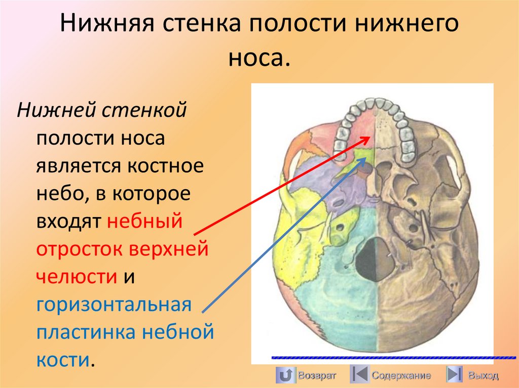 Нижняя стенка полости нижнего носа.