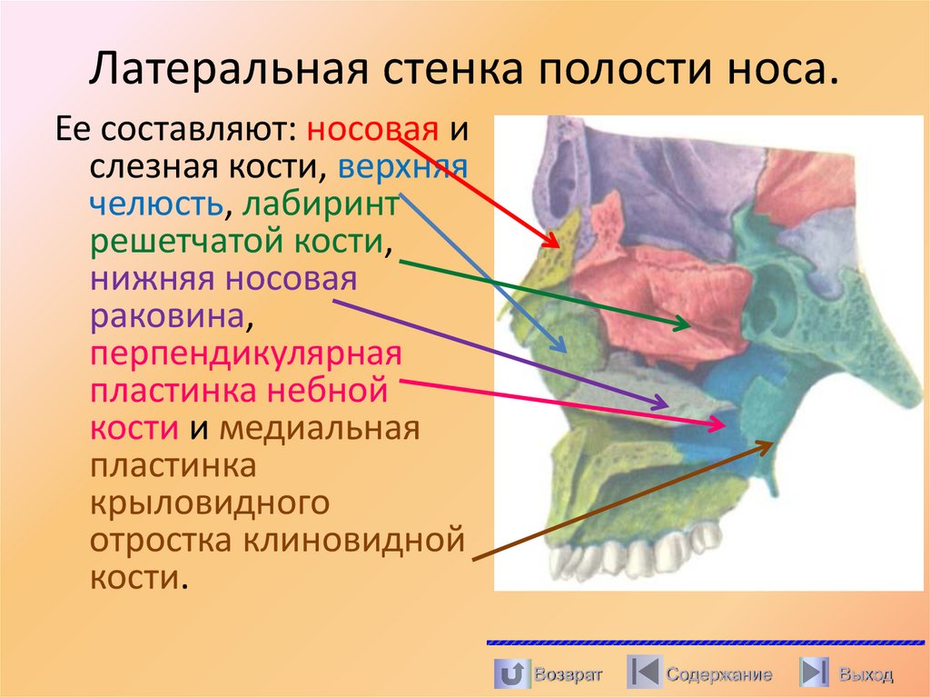Латеральная стенка полости носа.
