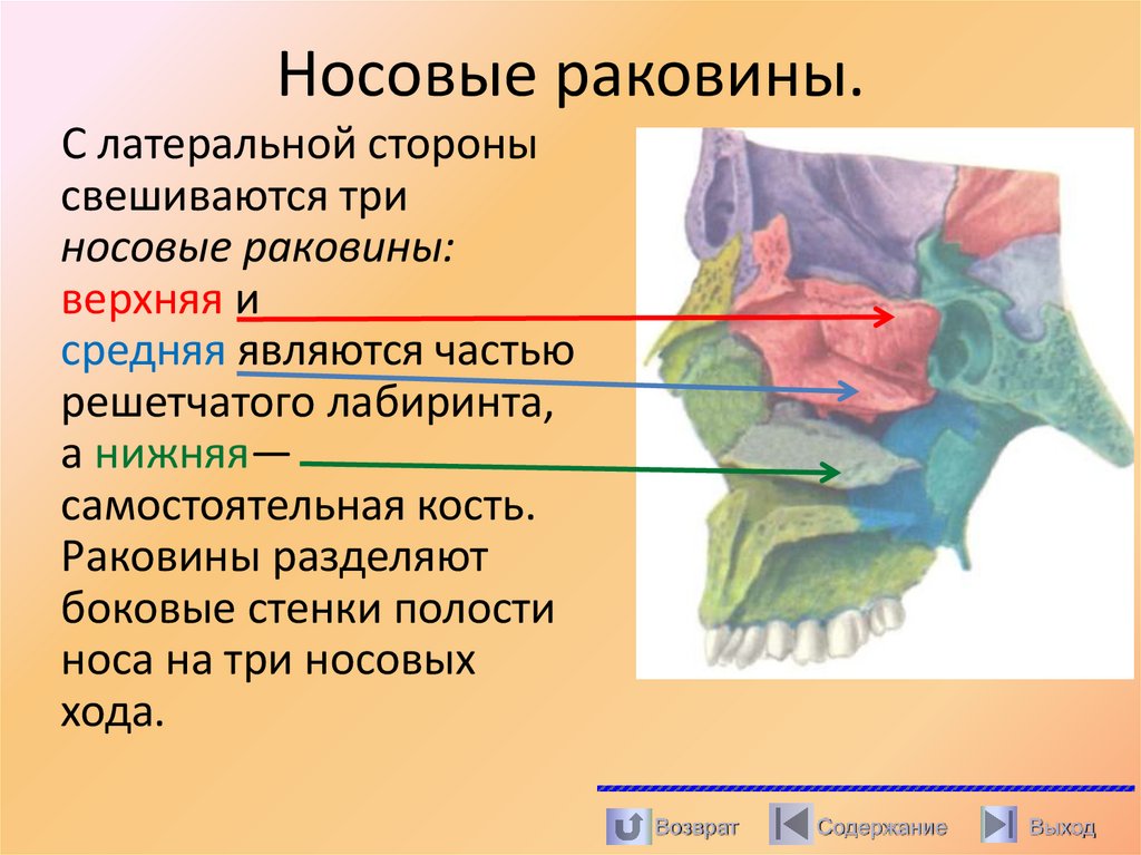 Носовые раковины.