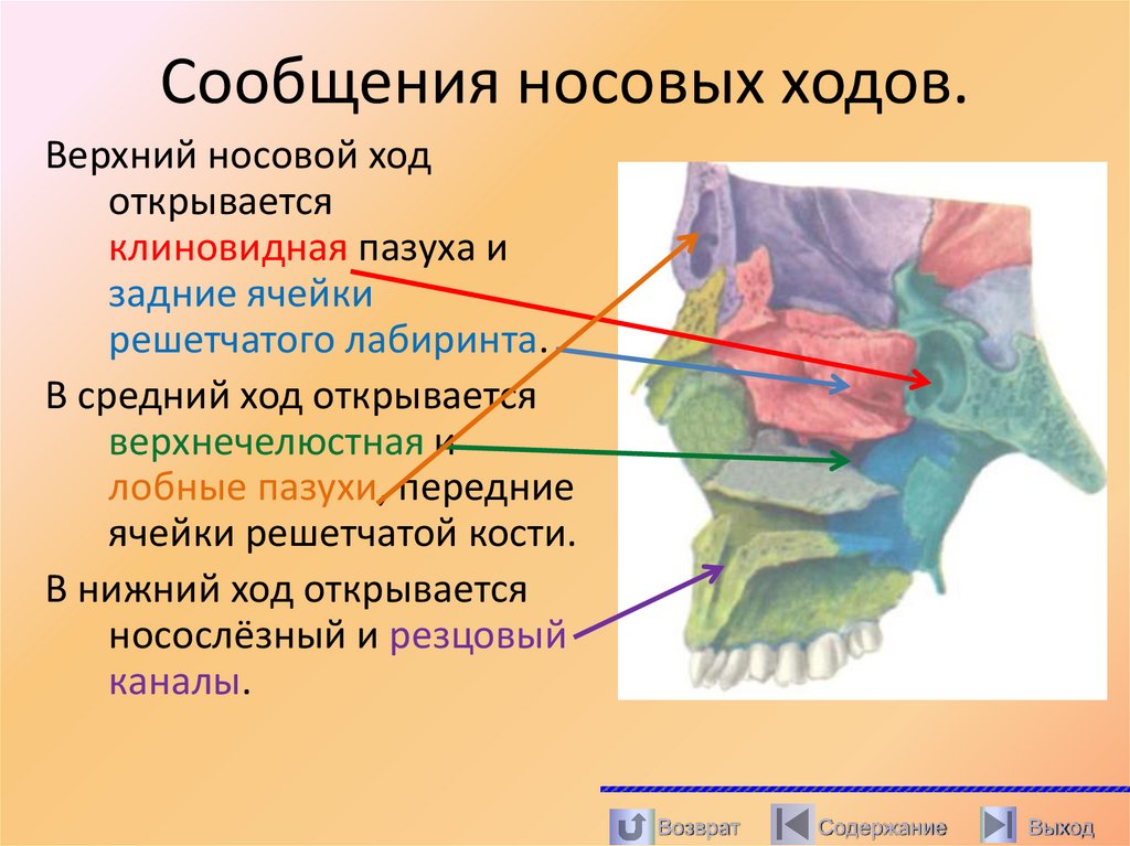 Сообщения носовых ходов.