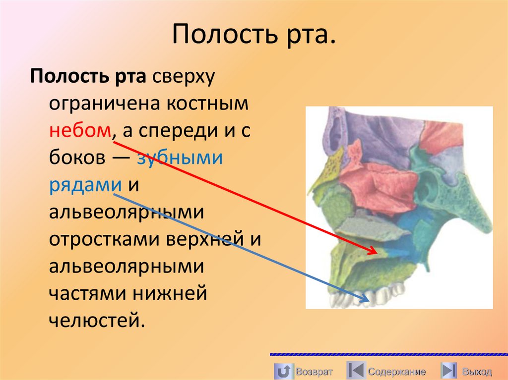 Полость рта.