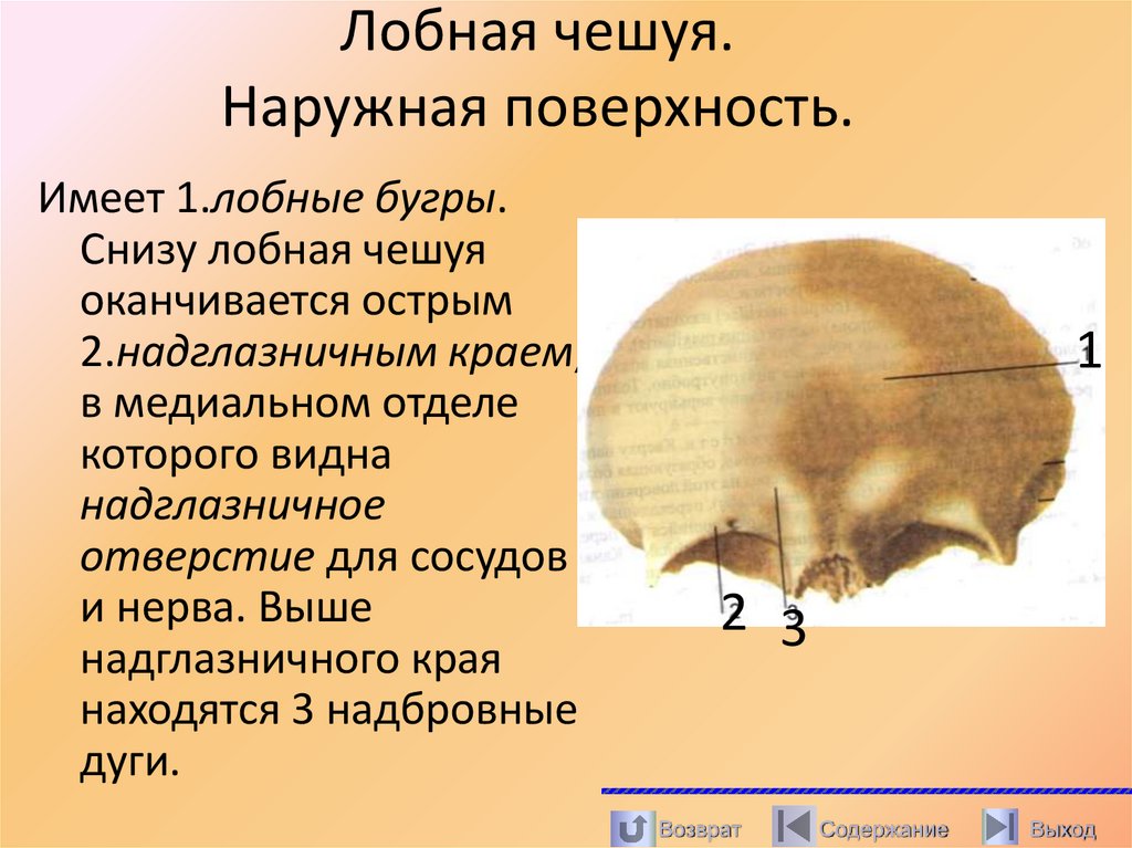 Лобная чешуя. Наружная поверхность.