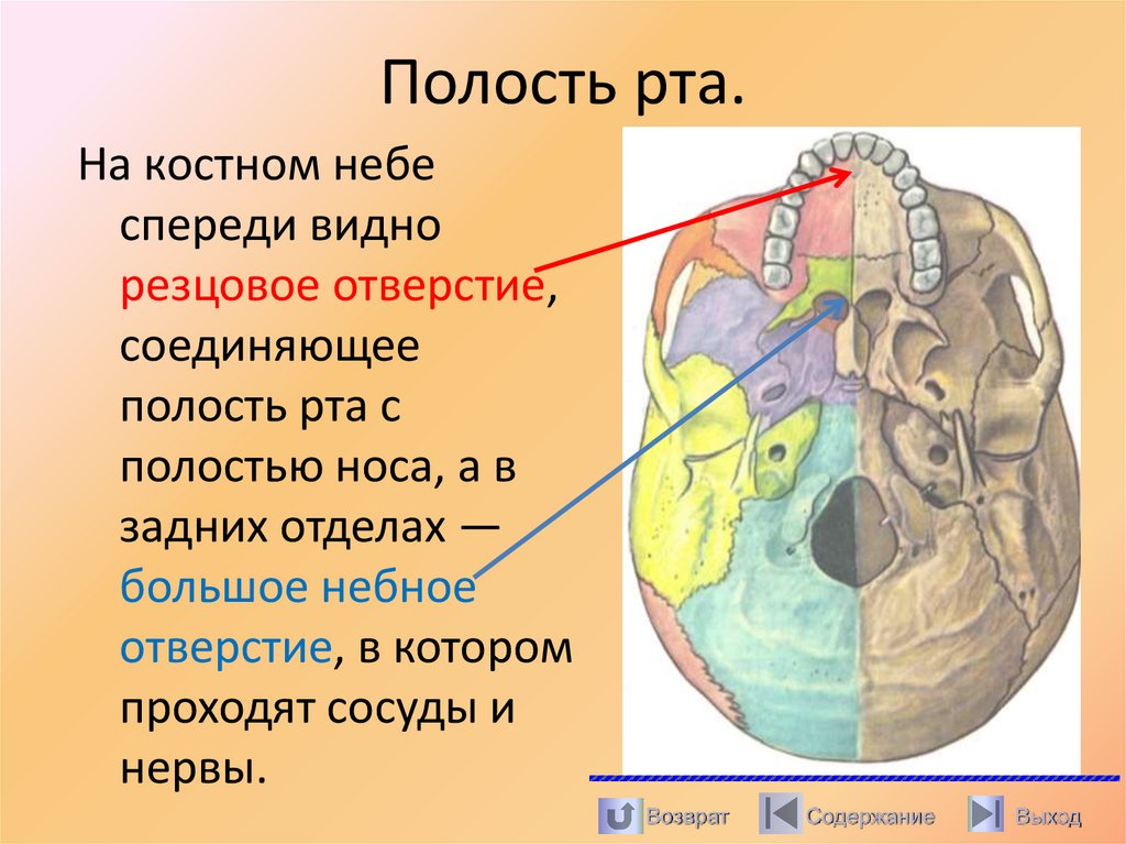 Полость рта.