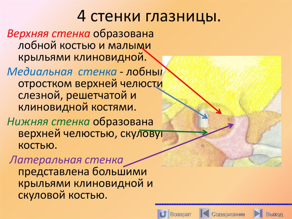 4 стенки глазницы.