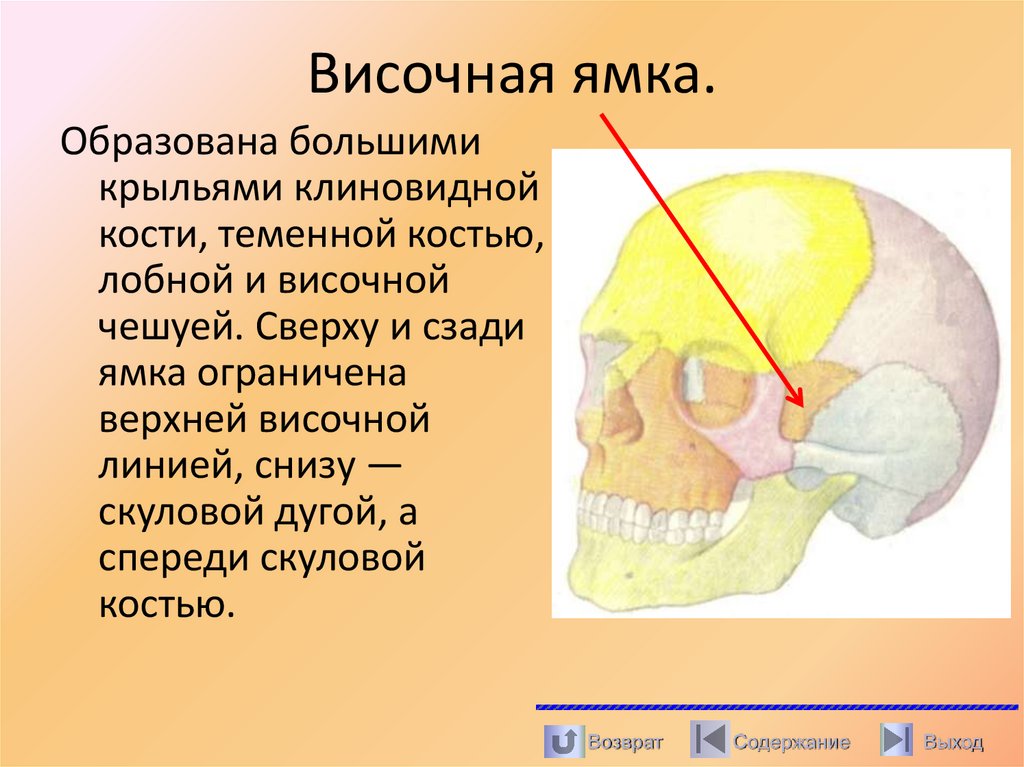 Височная ямка.