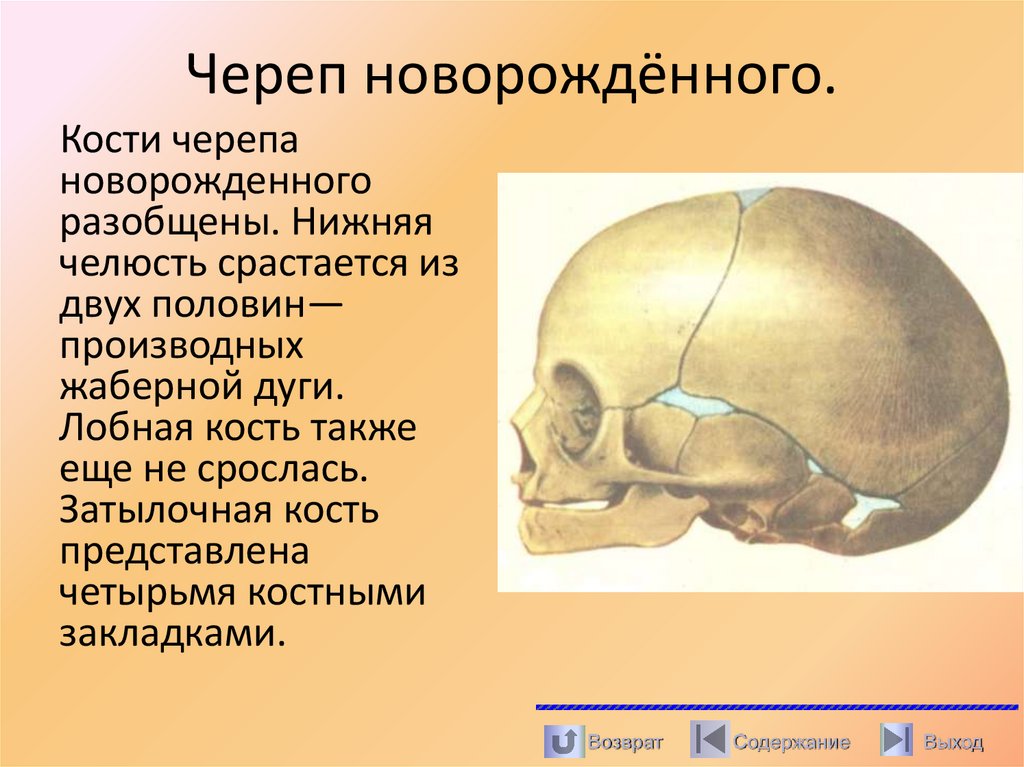 Череп новорождённого.