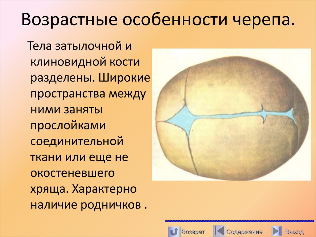 Возрастные особенности черепа.