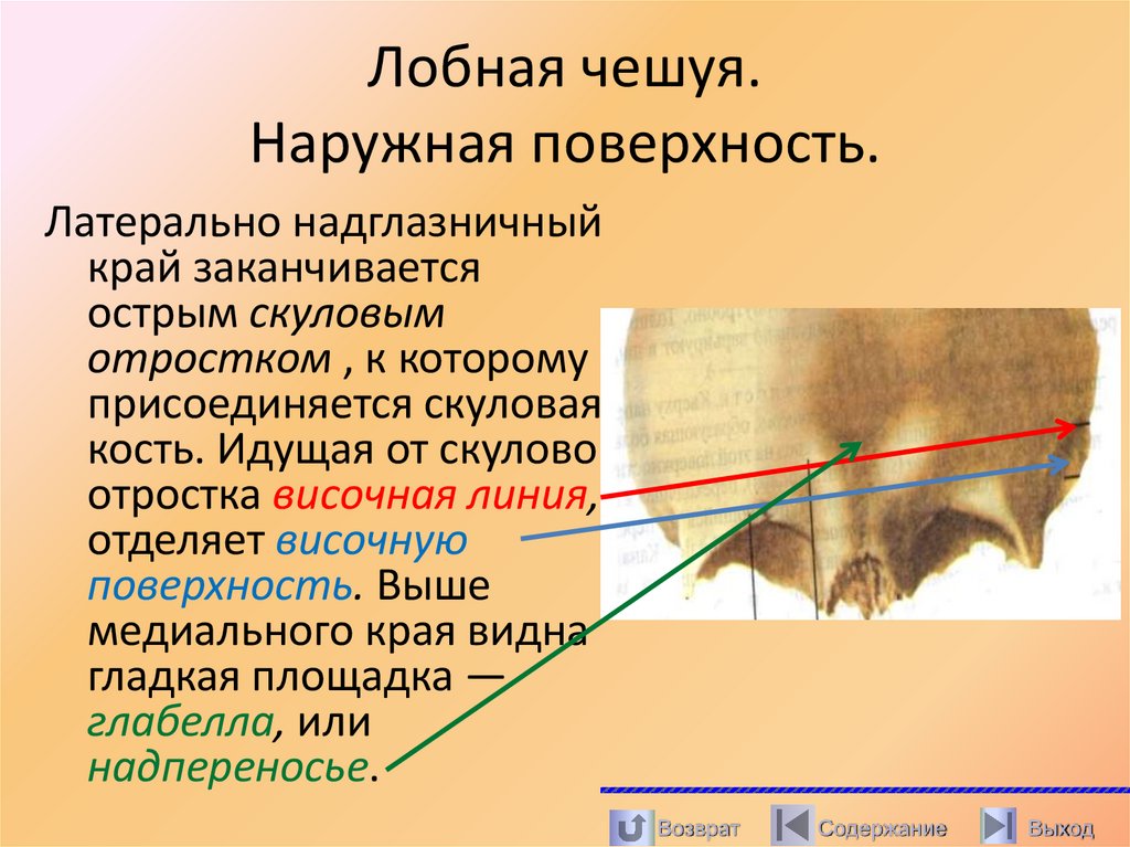 Лобная чешуя. Наружная поверхность.
