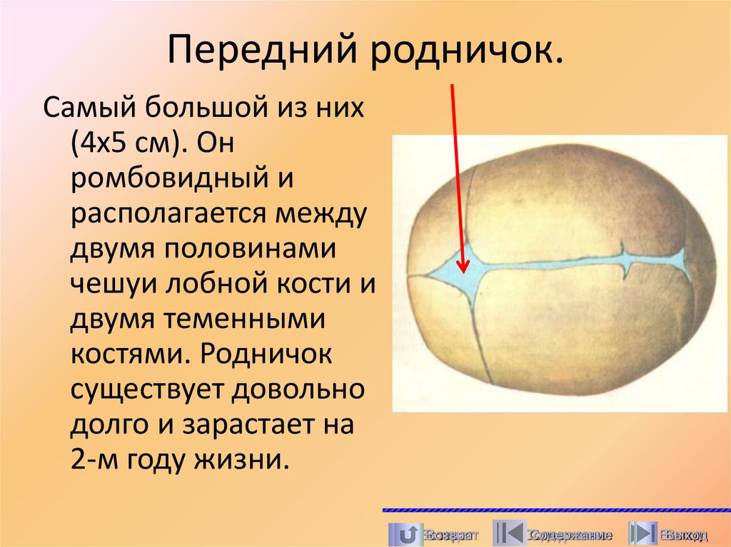 Передний родничок.