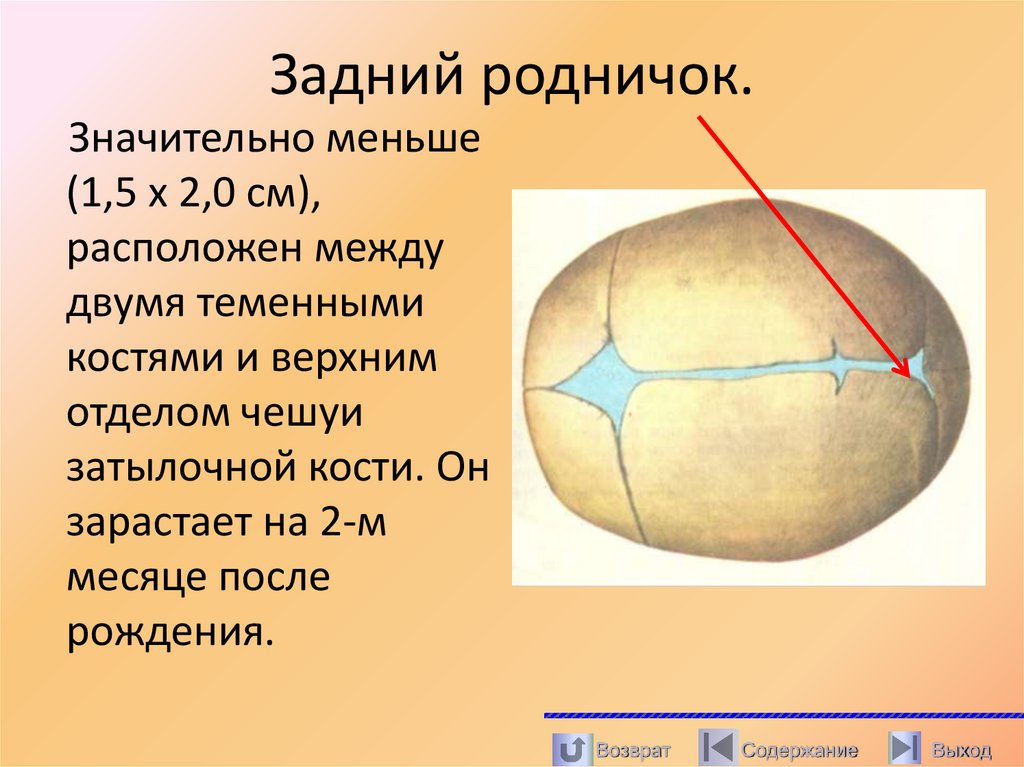 Задний родничок.