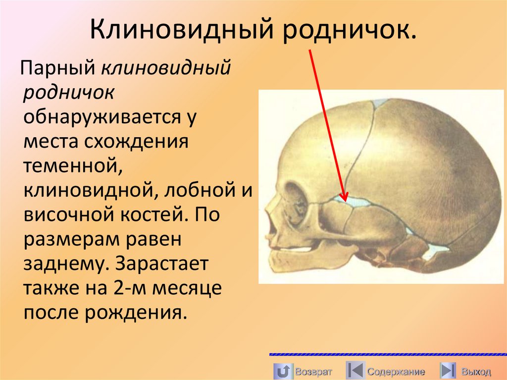 Клиновидный родничок.