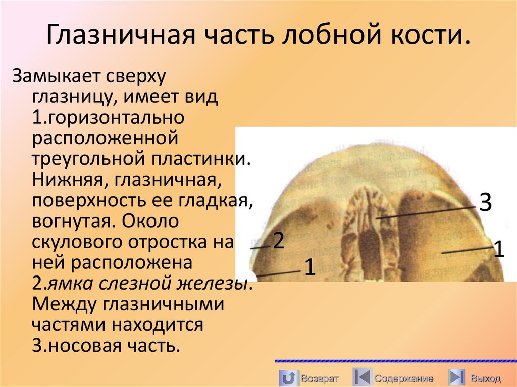 Глазничная часть лобной кости.