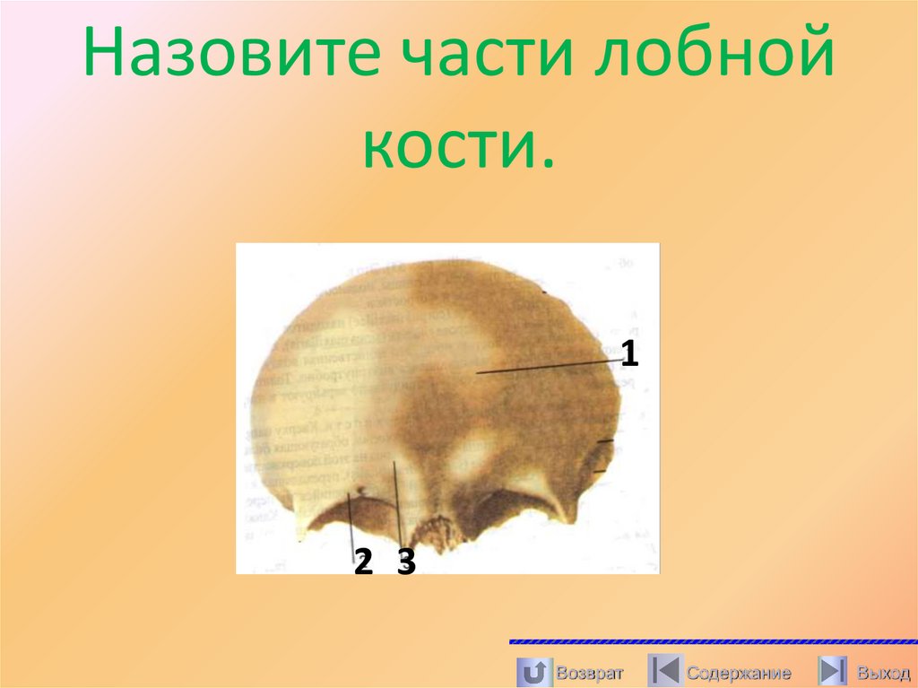 Назовите части лобной кости.