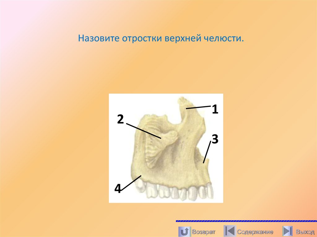 Назовите отростки верхней челюсти.