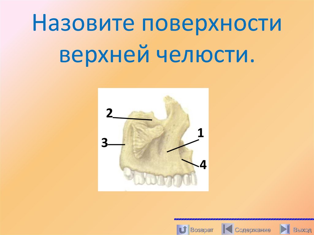 Назовите поверхности верхней челюсти.