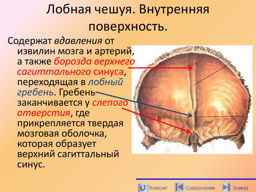 Лобная чешуя. Внутренняя поверхность.