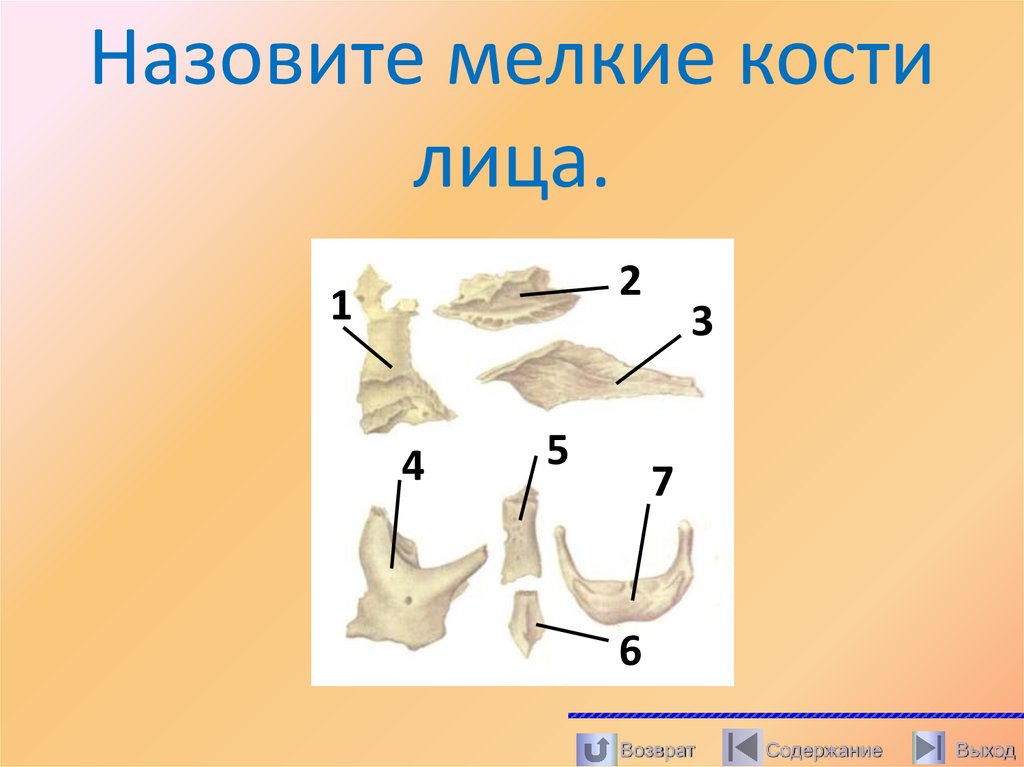 Назовите мелкие кости лица.