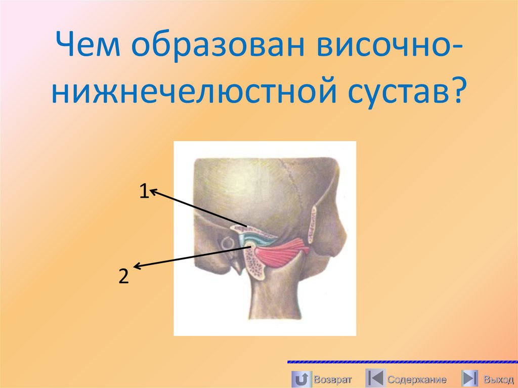 Чем образован височно- нижнечелюстной сустав?