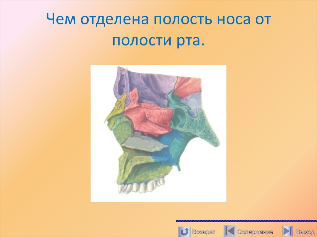 Чем отделена полость носа от полости рта.