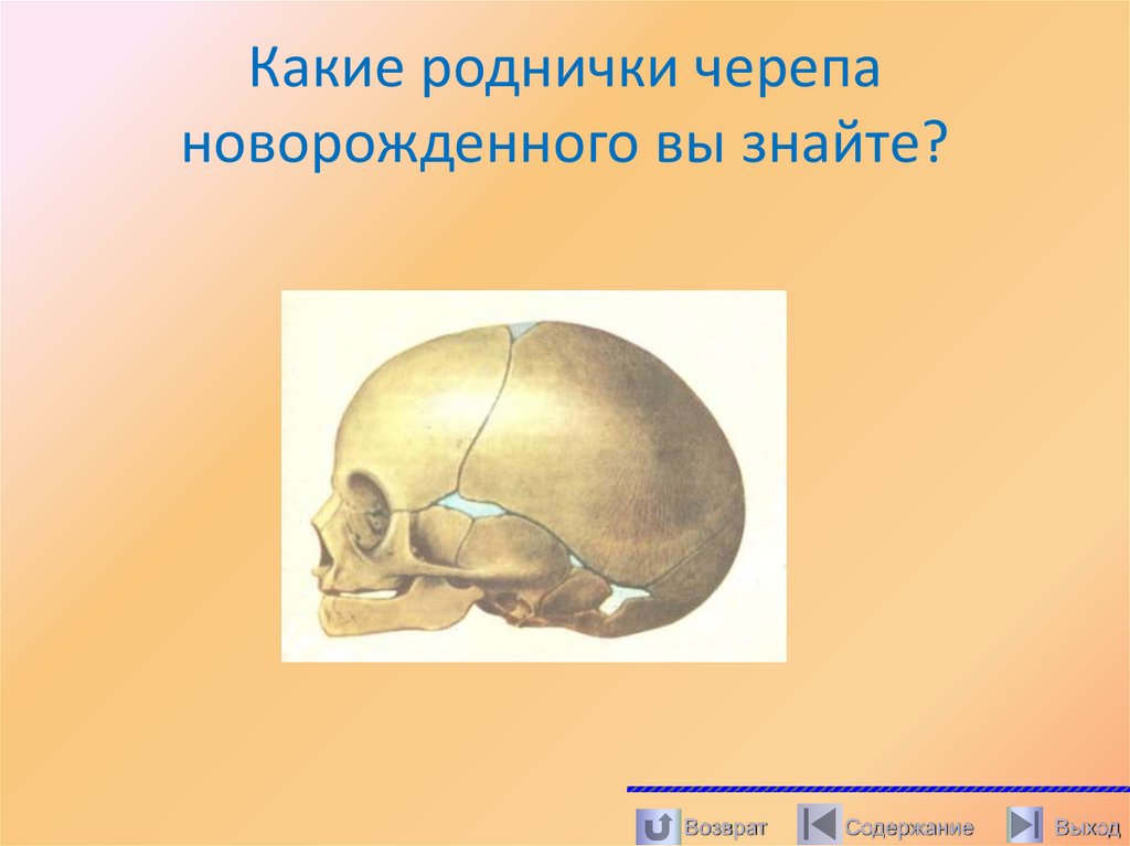 Какие роднички черепа новорожденного вы знайте?