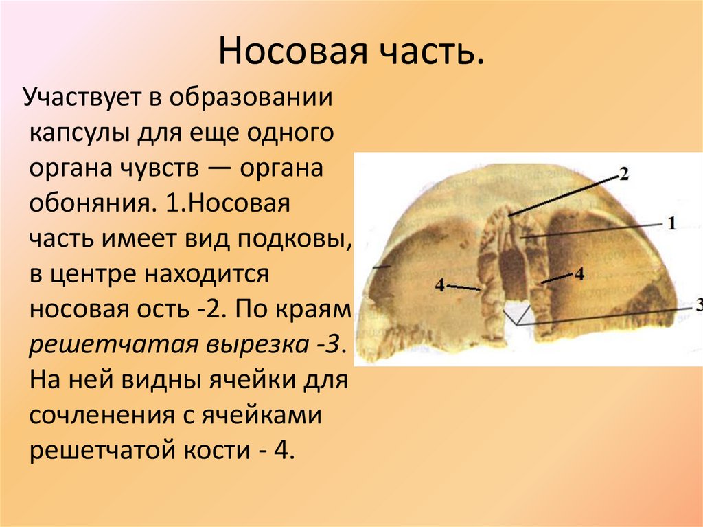 Носовая часть.