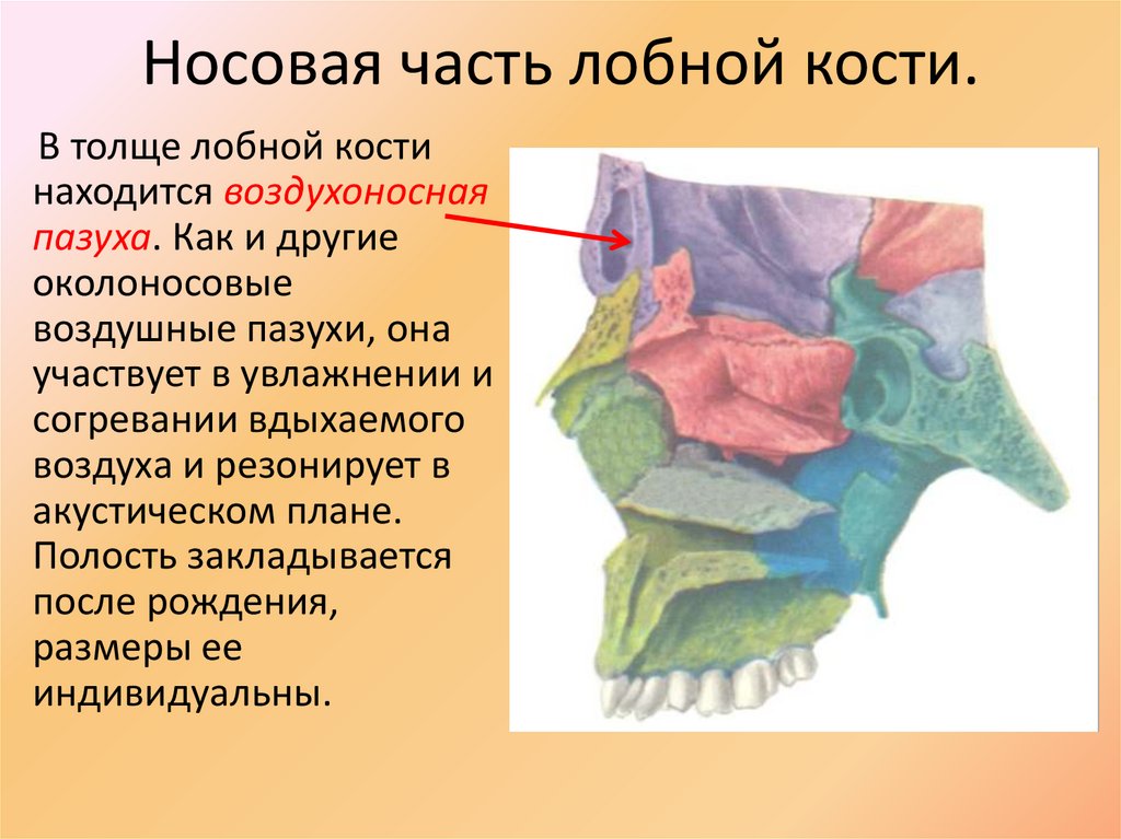 Носовая часть лобной кости.