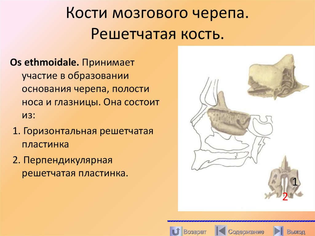Кости мозгового черепа. Решетчатая кость.