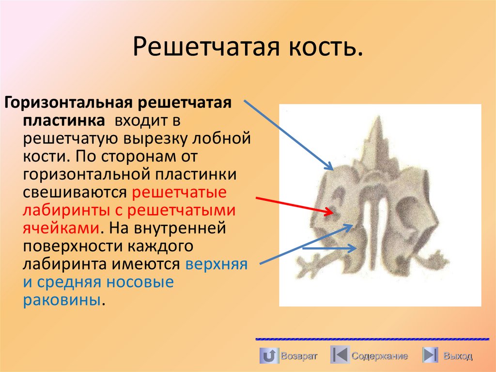 Решетчатая кость.