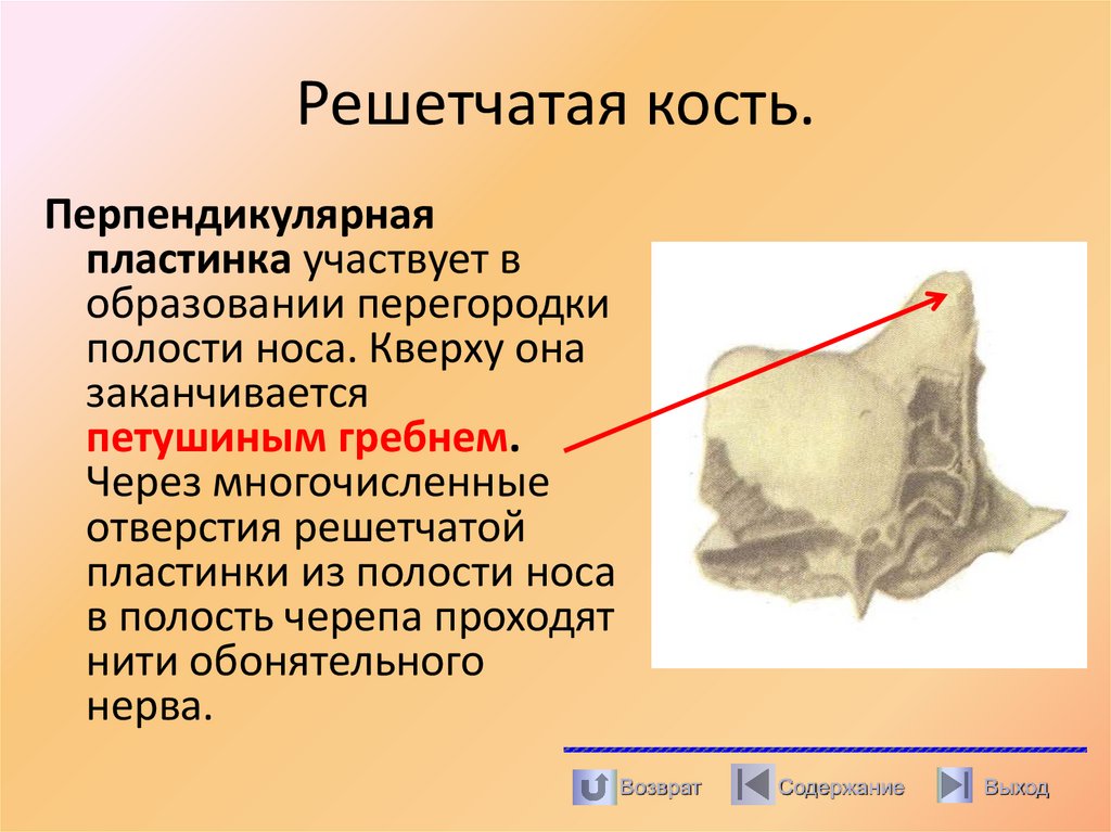 Решетчатая кость.