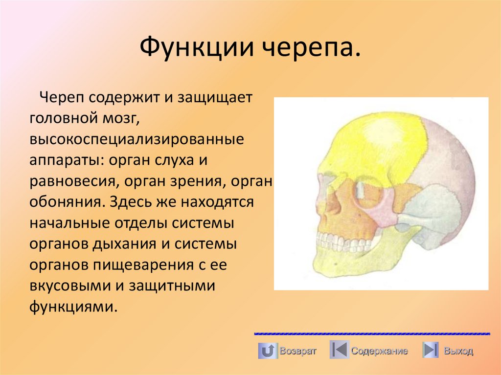 Функции черепа.