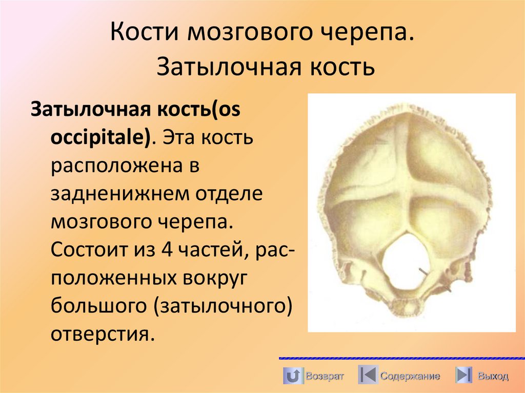 Кости мозгового черепа. Затылочная кость
