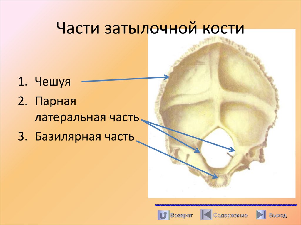 Части затылочной кости