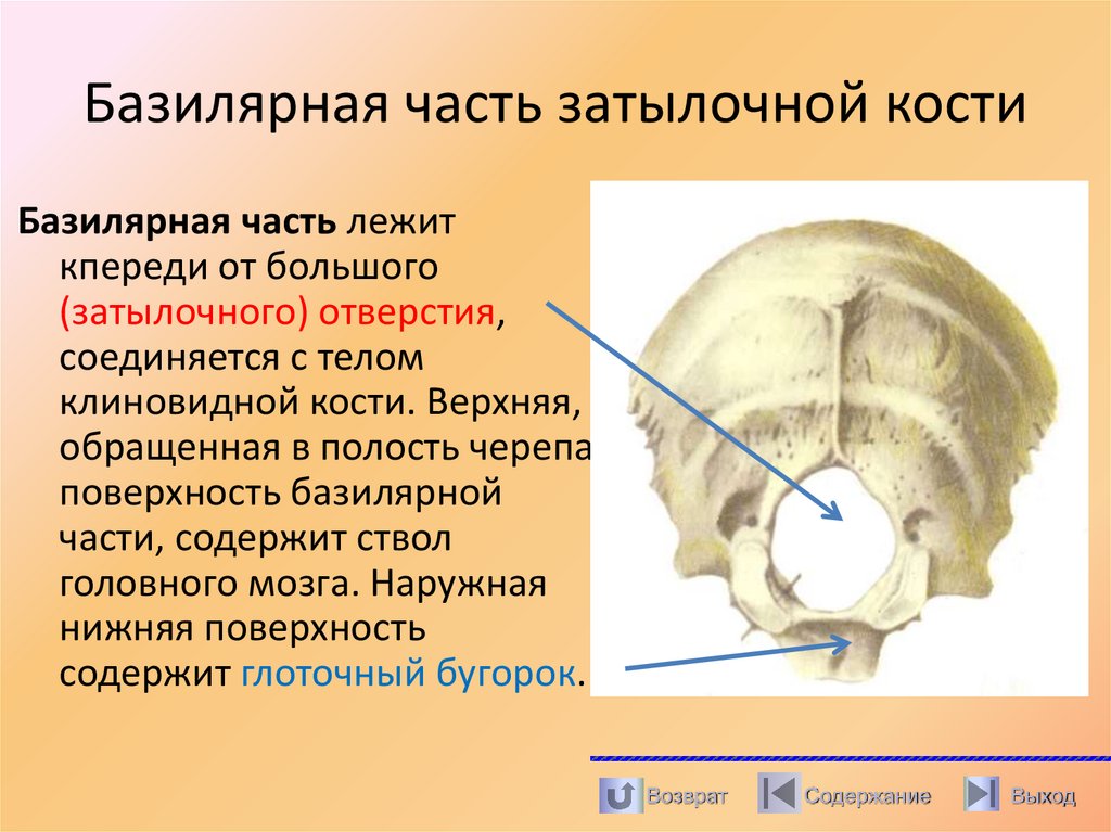 Базилярная часть затылочной кости