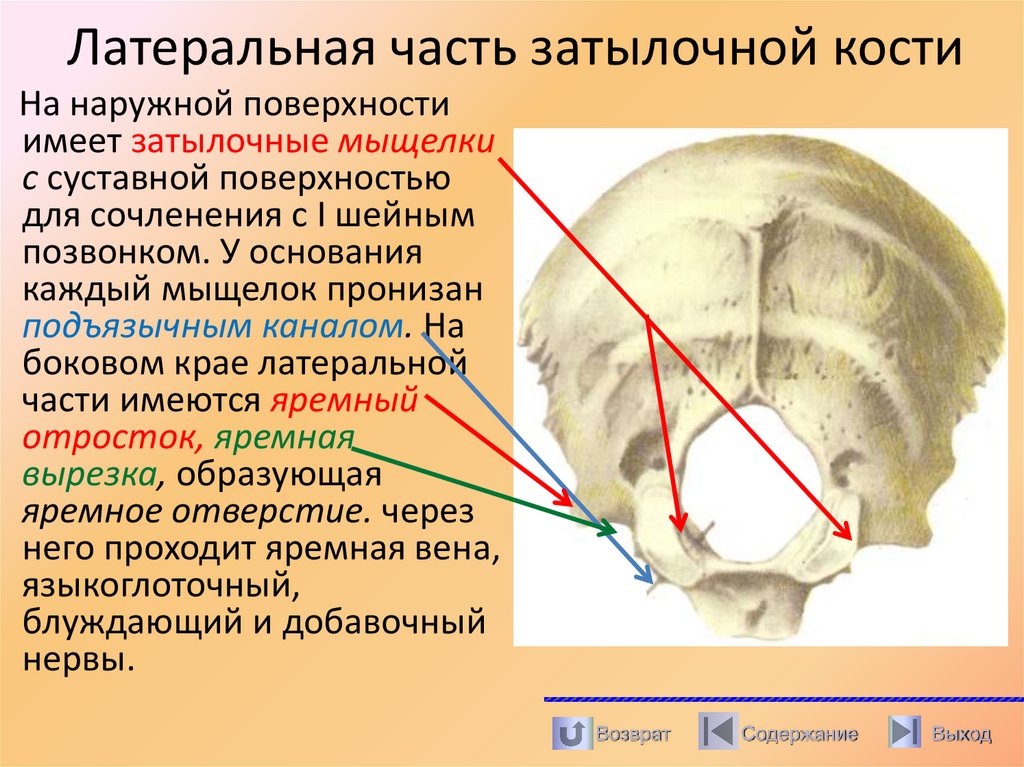 Латеральная часть затылочной кости