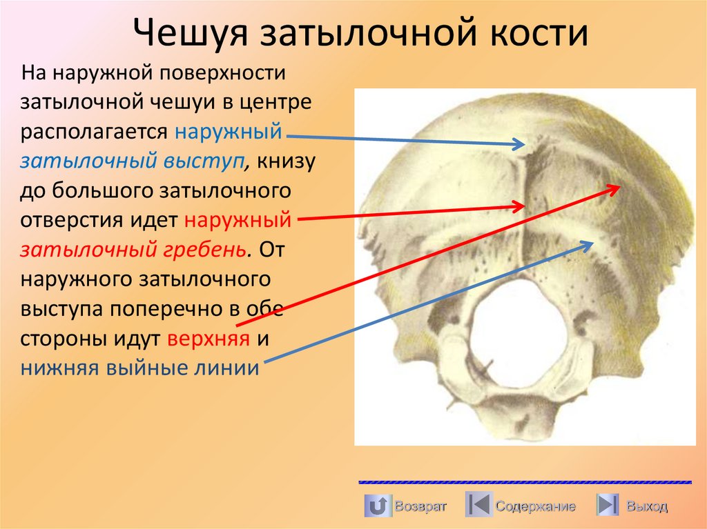 Чешуя затылочной кости