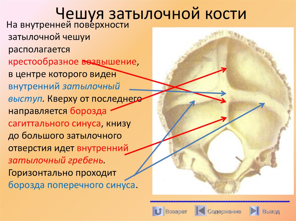 Чешуя затылочной кости