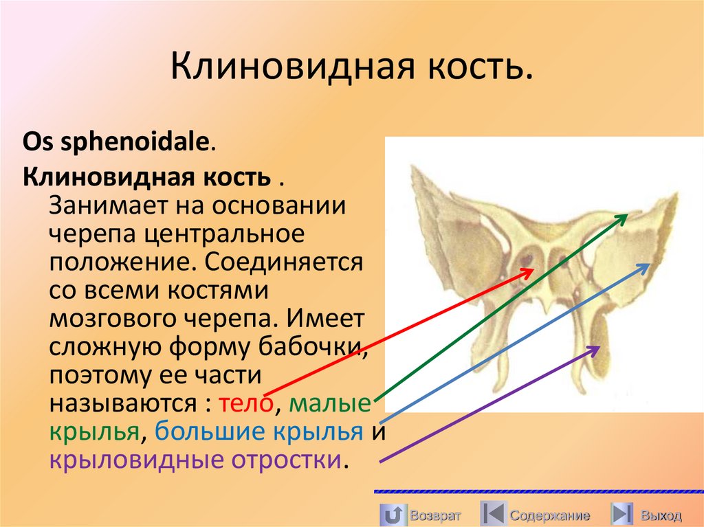 Клиновидная кость.