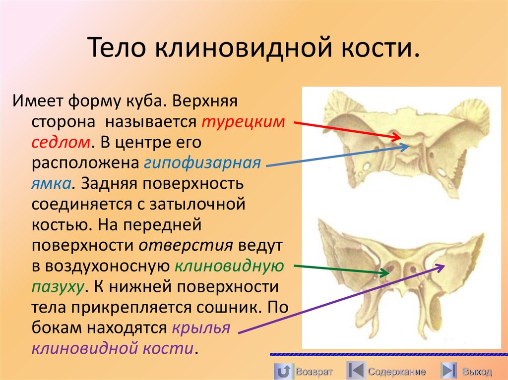 Тело клиновидной кости.