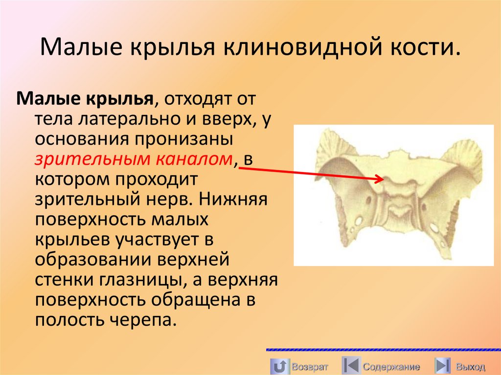 Малые крылья клиновидной кости.