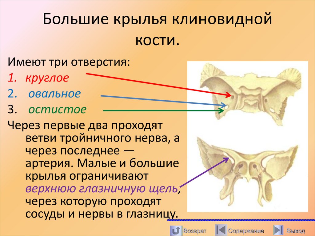Большие крылья клиновидной кости.