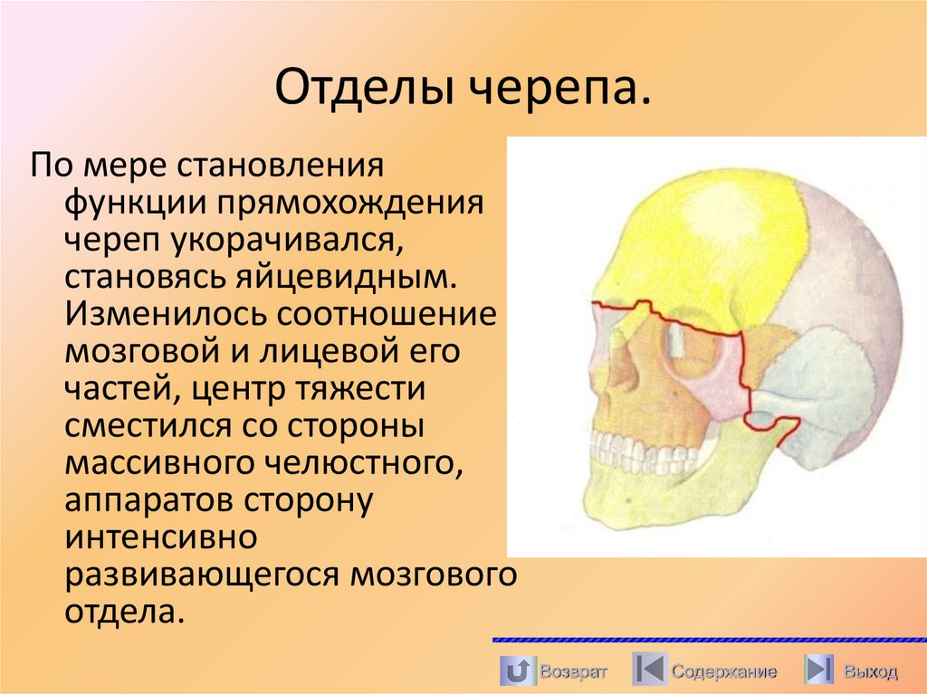 Отделы черепа.