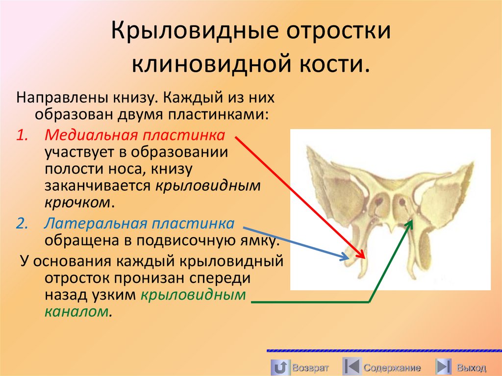 Крыловидные отростки клиновидной кости.