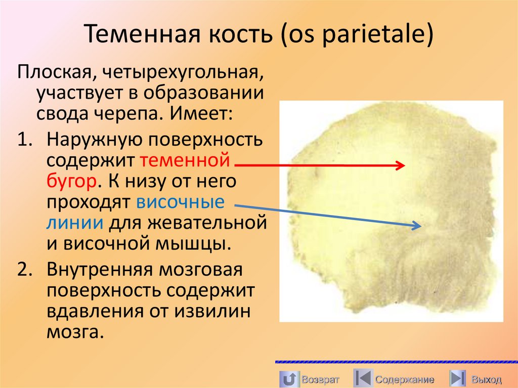 Теменная кость (os parietale)