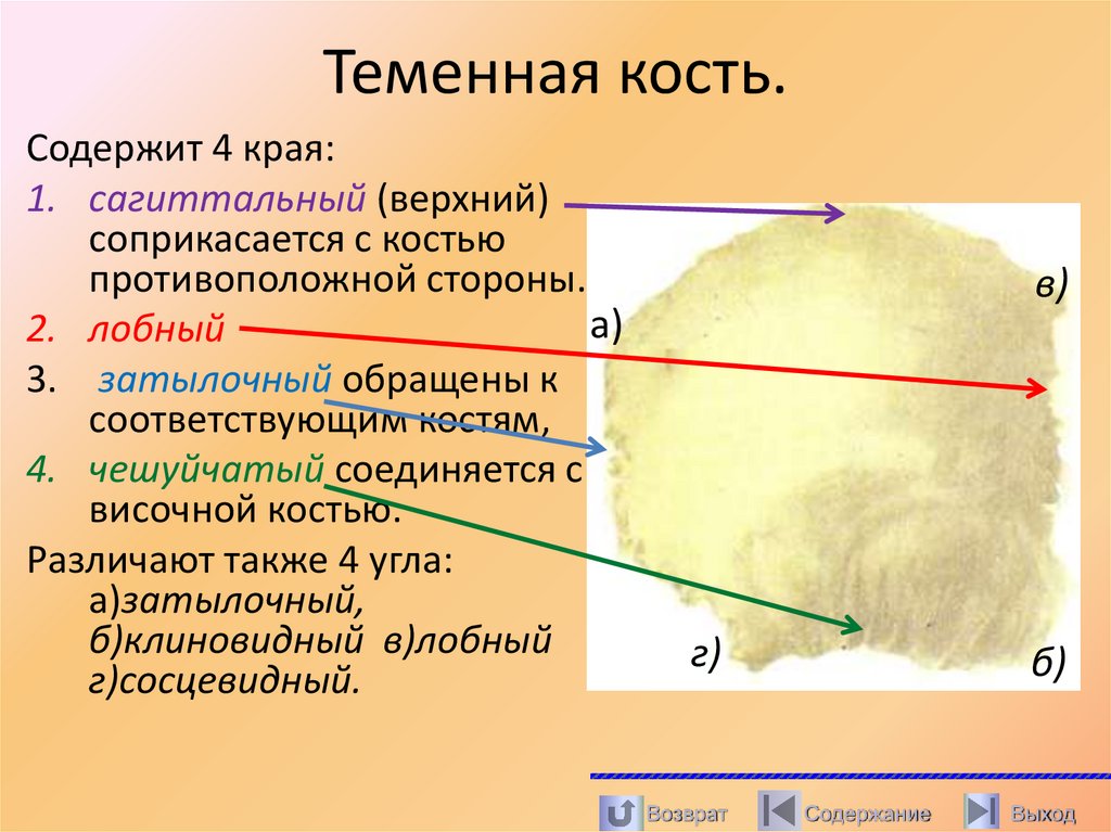 Теменная кость.