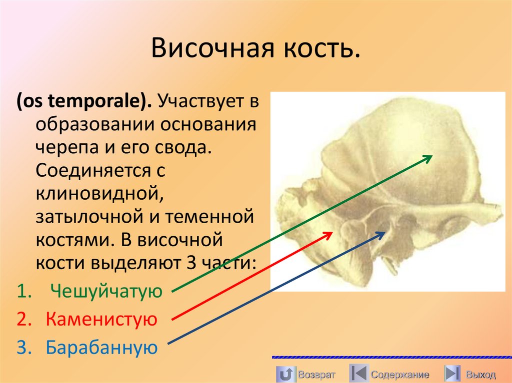 Височная кость.